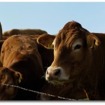 Moo! Moo!